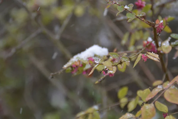 Neve Folhas Outono Coloridas — Fotografia de Stock