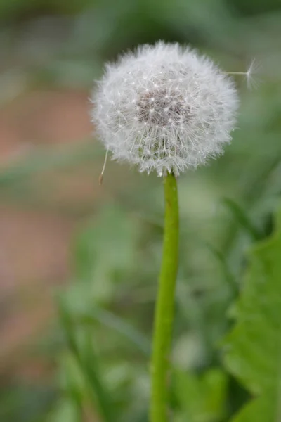 Цветок Одуванчика Саду — стоковое фото