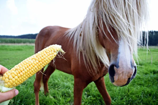 closeup view of feeding horse by corn