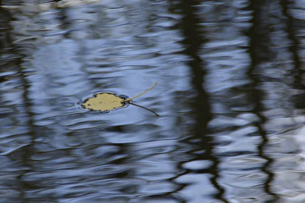 Herfst Bladeren Drijvend Het Water — Stockfoto