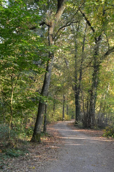 Vacker Utsikt Över Majestätisk Skog Natur Landskap — Stockfoto