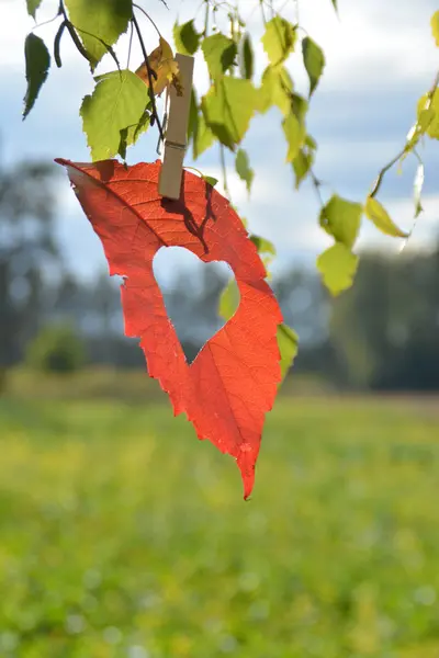 Hojas Otoño Jardín — Foto de Stock