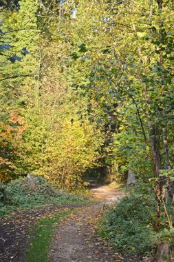 Bir yol Almanya 'da sonbahar renkli orman aracılığıyla güneşli bir günde yol açar