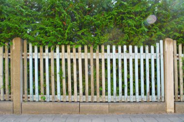 Old blue fence with a bush behind it