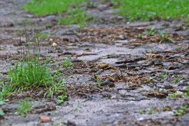 Yılan yerde sürünüyor..