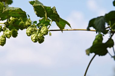 Mavi gökyüzünde yeşil yapraklar