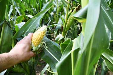 corn in male hand