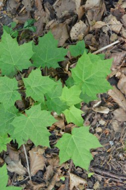 Güzel yeşil yapraklar arka plan