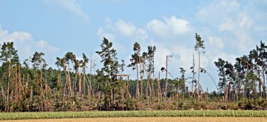 Dağlarda çam ağaçları.