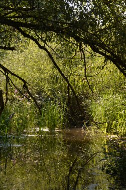 Görkemli orman manzarası manzarası.