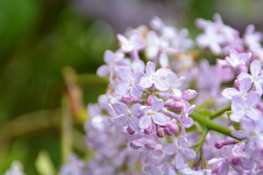 Bahçedeki güzel leylak çiçekleri