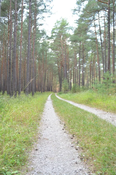 Strada Campagna Nella Foresta — Foto Stock