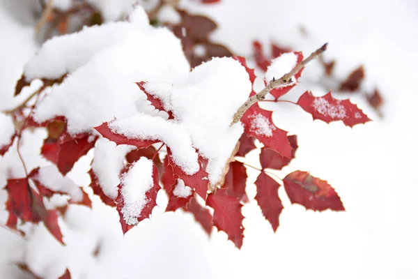 红色的叶子 上面有雪 — 图库照片