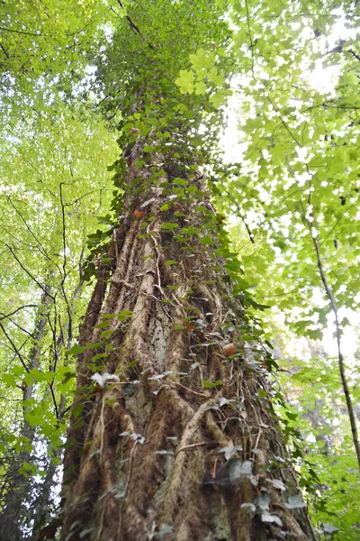 Sentier Aux Feuilles Vertes Dans Forêt — Photo