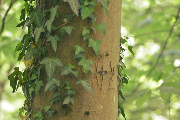 Creeper Cresce Uma Árvore — Fotografia de Stock