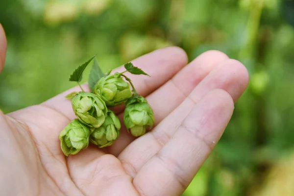 Cropped Image Hand Holding Young Green Grapes Tree — Stock Photo, Image