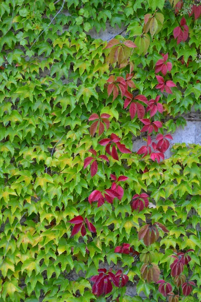 Beautiful Green Leaves Background — Stock Photo, Image