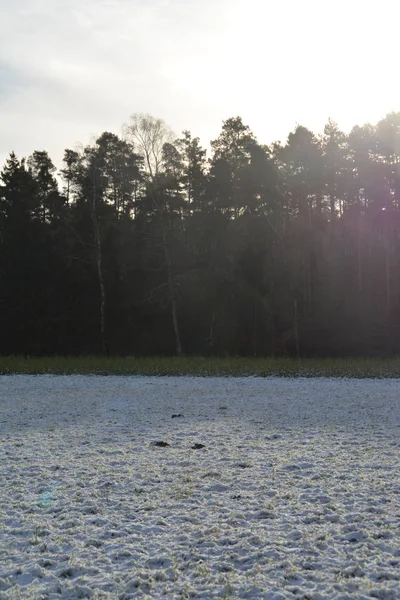 Slunce Svítí Zasněžené Louce — Stock fotografie