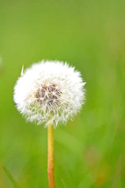 Eine Wiese Voller Löwenzahn — Stockfoto