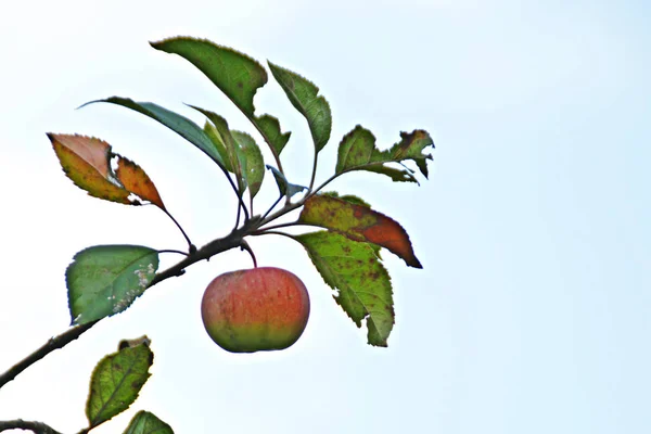 사과와 잎사귀의 — 스톡 사진