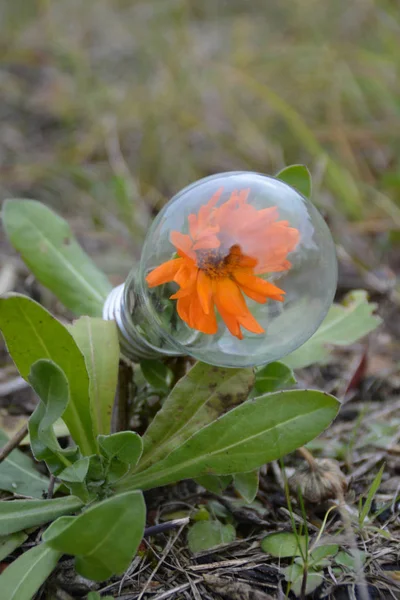 Fleur Orange Dans Une Ampoule Sur Une Prairie — Photo