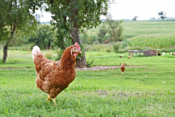 Kyllinger Ved Gård Engen Åkeren – stockfoto