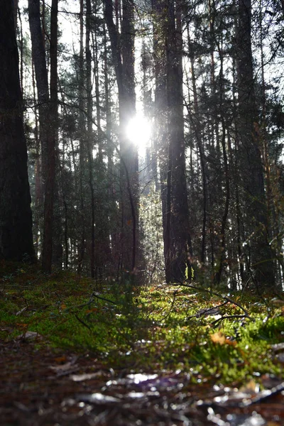 Солнце Светит Сквозь Деревья Форелях — стоковое фото