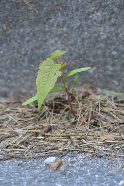 Feuilles Vertes Sur Sol — Photo