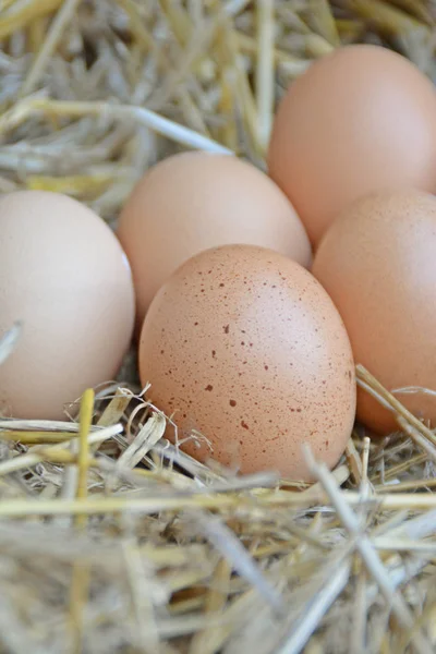 Kycklingäggen Halmen — Stockfoto