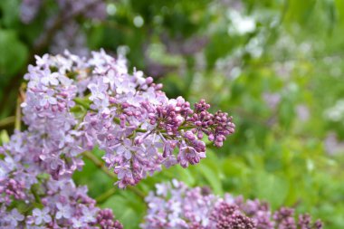 Bahçedeki güzel leylak çiçekleri