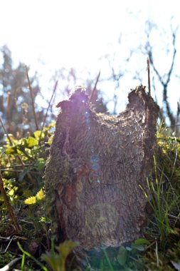 A piece of bark from a tree with a small diameter lies on the forest floor and the sun shines through it