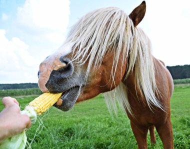 mısır ile besleme atı yakın çekim görünümü
