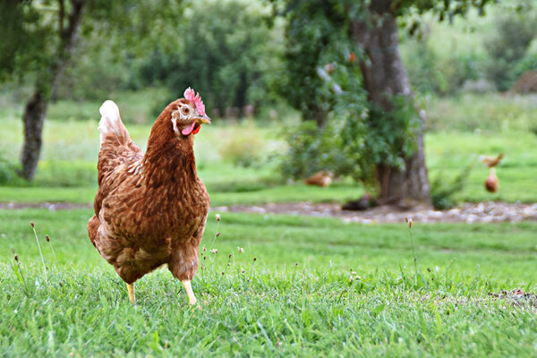 chicken at farm on the meadow in the field