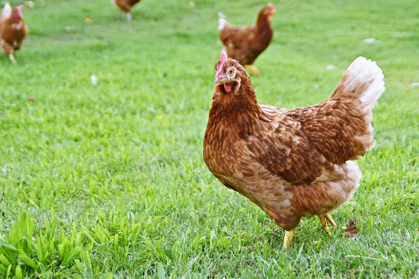 Chickens Farm Meadow Field — Stock Photo, Image