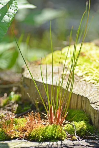 Cerca Las Plantas Pequeñas Crecen Tronco Árbol Truncado — Foto de Stock