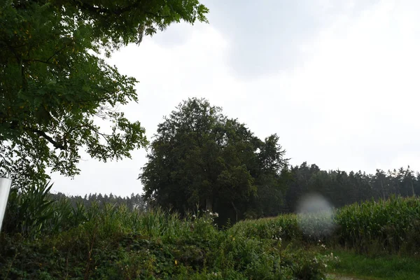 Green Trees Forest — Stock Photo, Image