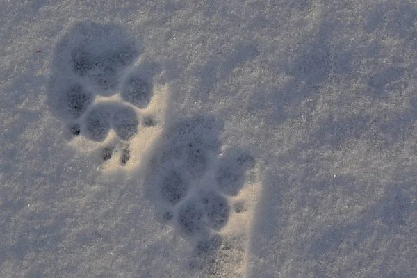 Footprint Dog Snow — Stock Photo, Image
