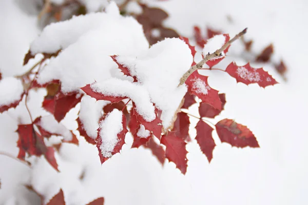 Schöner Winterhintergrund Mit Schnee — Stockfoto