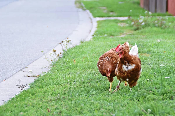 Ayam Peternakan Padang Rumput Lapangan — Stok Foto