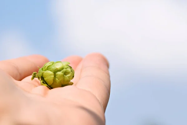 Cropped Image Hand Holding Young Green Grapes Tree — Stock Photo, Image