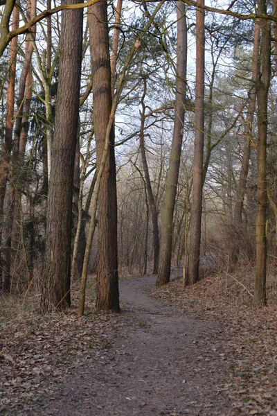 Vacker Utsikt Över Majestätisk Skog Natur Landskap — Stockfoto