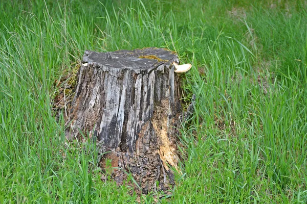 Grönt Gräs Skogen — Stockfoto