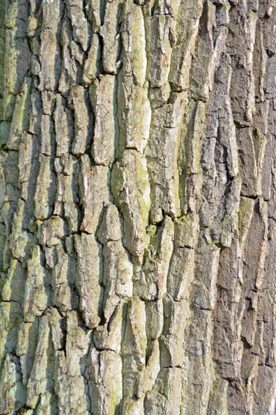 Estructura Árbol — Foto de Stock