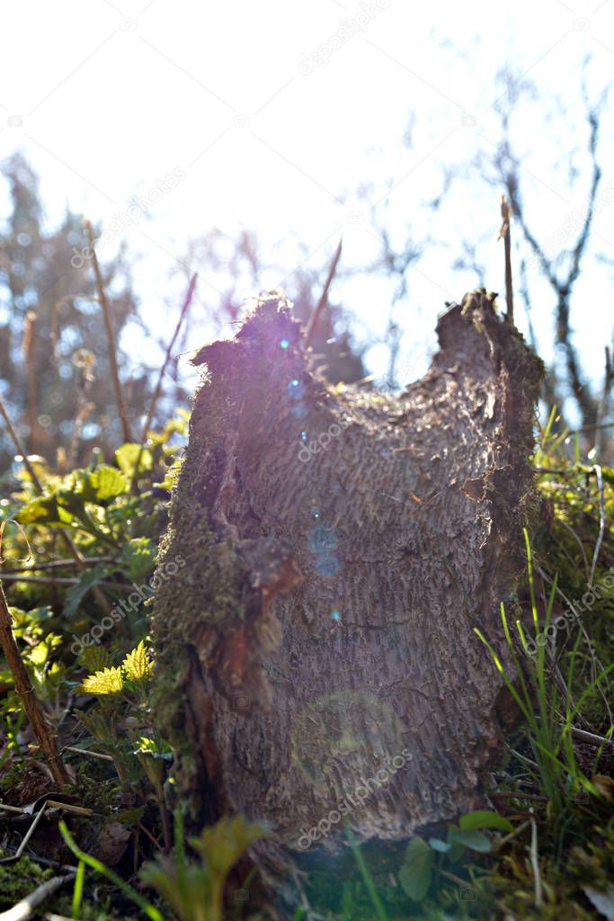 A piece of bark from a tree with a small diameter lies on the forest floor and the sun shines through it