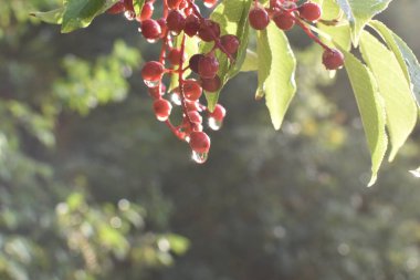 Kırmızı böğürtlen ve yağmur damlalı ıslak yeşil yaprakların yakın görüntüsü