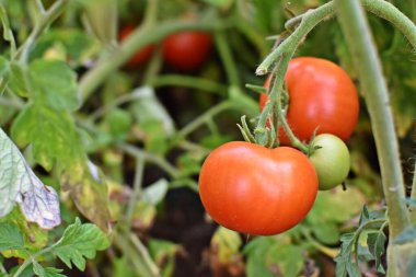 Bahçede taze domates yetişiyor. 