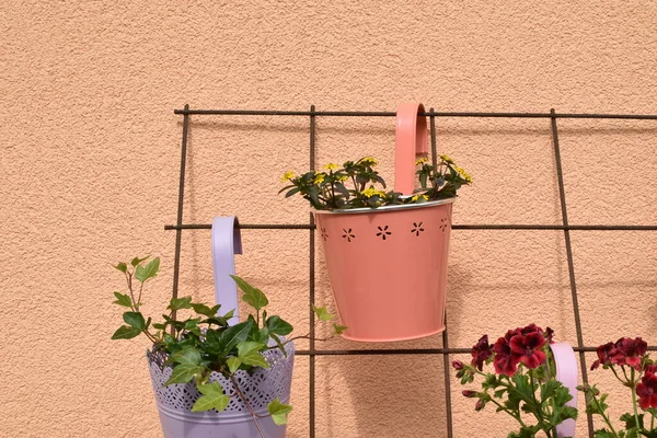 Small Plants Flower Pots Hanging Wall — Stock Photo, Image