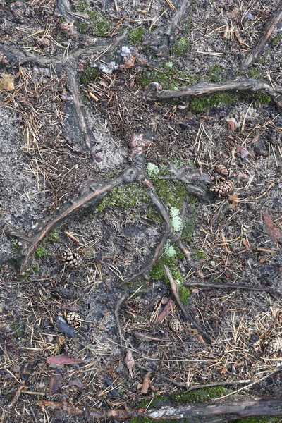 Bovenaanzicht Van Boomwortels Mos Dennenappels Het Bos — Stockfoto