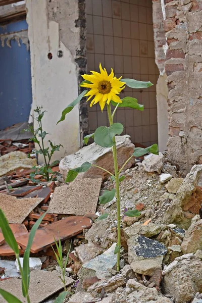 Girassol Crescendo Meio Apartamento Destruído Escombros — Fotografia de Stock