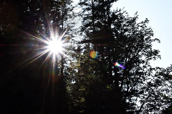 Zonnestralen Aan Hemel Bomen — Stockfoto